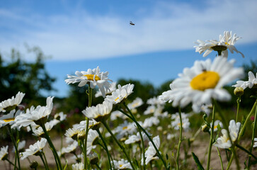 White daisies in the meadow