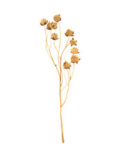 Dried flower. Dry sprig of flax on a white background. Drawn in watercolor for interior poster, t-shirt print.