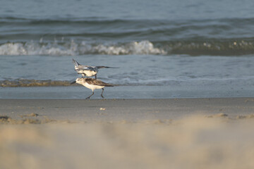 Sandpiper Birds Playing or Fighting over Food One on Top of Other at Beach Near Ocean Waves