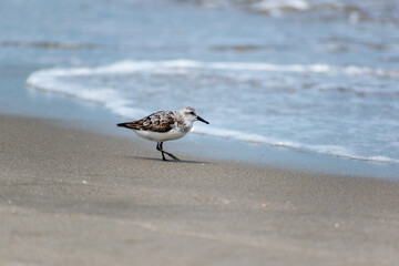 Palmated Sandpiper Bird Walking on Beach with Ocean Water in Background on Delaware USA Beach