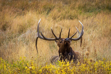 Naklejka na ściany i meble bull elk in the field