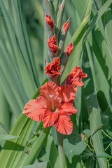 Brick-red gladiolus flower in a garden.