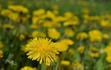 Yellow dandelions on grass