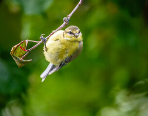 Closeup of a Blue Tit Bird