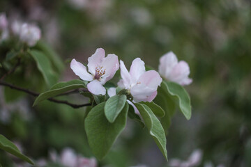 Quince blossom