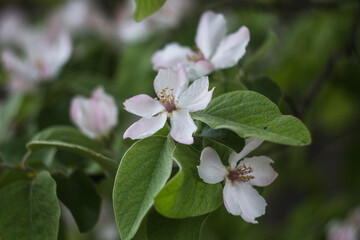 Quince blossom