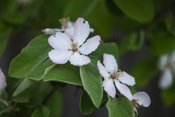 Quince blossom