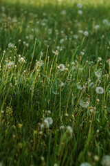 Fluffy dandelions
