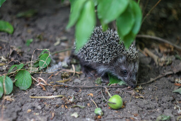 Hedgehog in the bushes