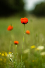 Poppy with drops after rain