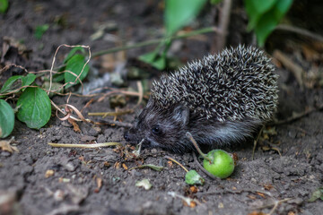 Hedgehog in the bushes