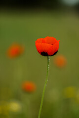 Poppy with drops after rain