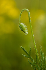 Poppy with drops after rain