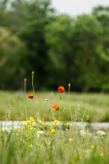 Poppy with drops after rain