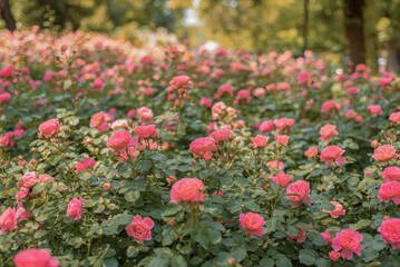 Bushes of pink roses. Flower bed with roses.
