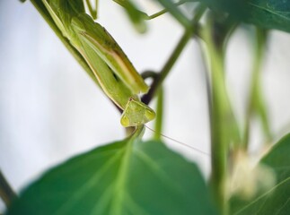 green praying mantis on plant 