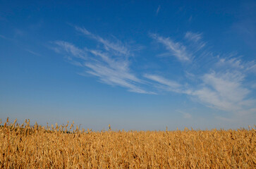 Wheat field and sky