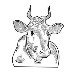 Indian Cow vector illustration