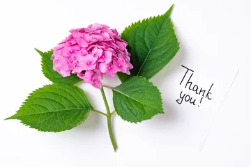 Rolgordijnen Notes thank you and pink hydrangea flowers on white background. Thank you, thankfulness, gratitude, customer service, thanks card concept. Top view, flat lay © missmimimina
