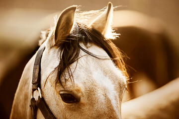 Beautiful ears of a cute pony with long bangs illuminated by sunlight. Details of the horse in...