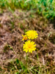 yellow dandelion flower