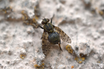 Mouche
