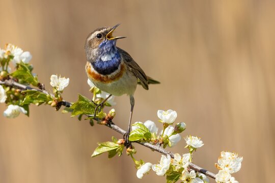 Closeup shot of a singing bluethroat bird perched on a floral branch