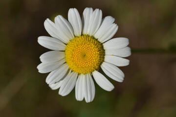 Fototapeta premium Fleur