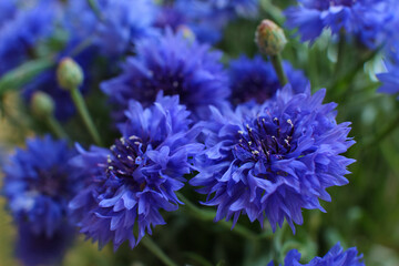 blurred floral background, bouquet of wild blue cornflowers  - obrazy, fototapety, plakaty
