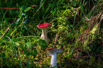 Fototapete bei efototapeten.de bestellen   