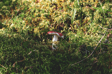 Fototapete bei efototapeten.de bestellen   