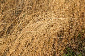 grass texture