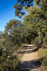 footpath in the woods