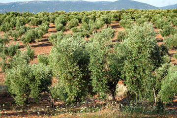 oliver grove, toledo, spain, olive