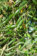 olive, olive tree, toledo, los navalucillos