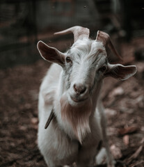 goat on the farm