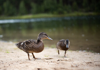 The duck watches the duckling run