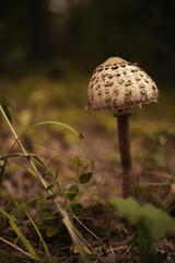 mushroom in the forest