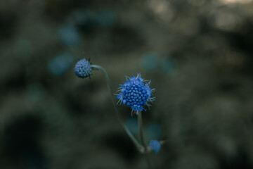 Blue Flower
