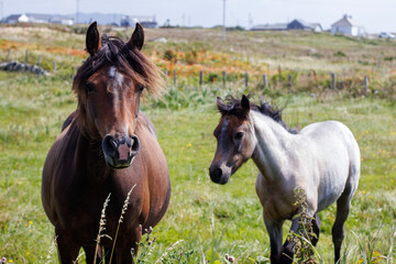 Obraz premium horse in the field