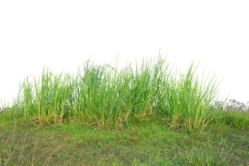 Wild grass isolated on white. PNG file.