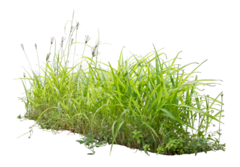 Wild grass isolated on white. PNG file.