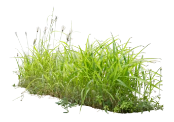 Papier Peint photo Herbe Wild grass isolated on white. PNG file.