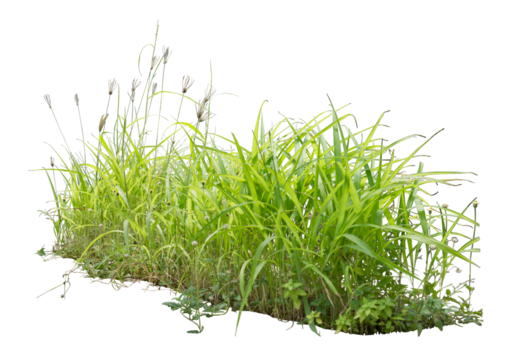 Wild grass isolated on white. PNG file.
