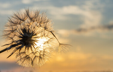 Obraz na płótnie Canvas Dandelion against the backdrop of the setting sun close-up. Nature and flower botany