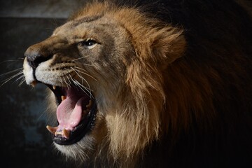 portrait of a lion