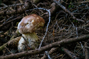 a beautiful boletus edulis in the morning sun on the forest floor