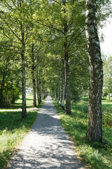 Obraz premium A shady footpath in a birch avenue between meadows.