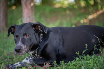 A black angry labrador in a metal collar is tied to a tree in the park.