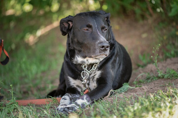 A black angry labrador in a metal collar is tied to a tree in the park.
